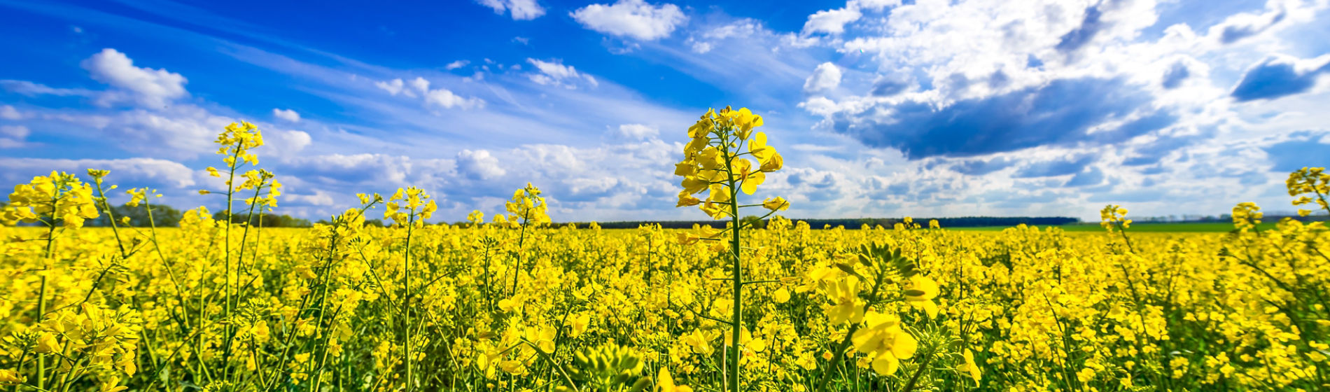 canola