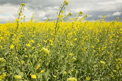 canola field wide shot