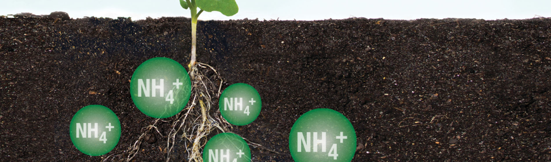 nitrogen in soil