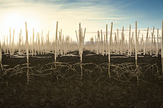 Canola stubble