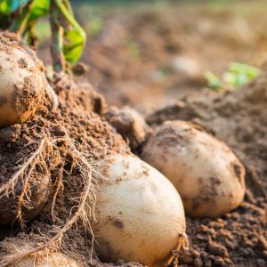 Caring for the soils image