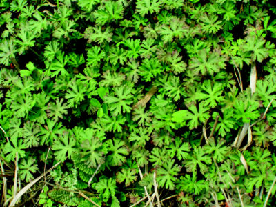 Carolina Geranium top view