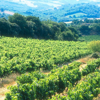 Vignoble
