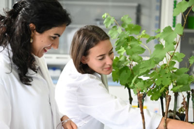 two Scientists examining plants in greenhouse