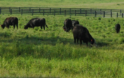 Cattle with weeds