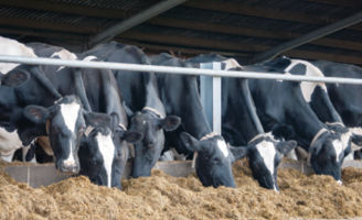 Cows feeding