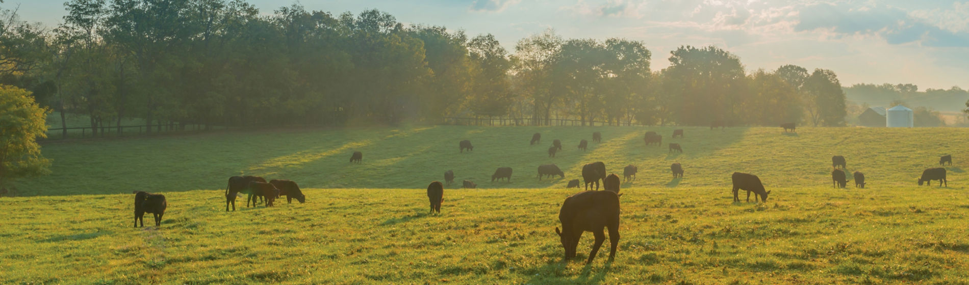 cows grazing