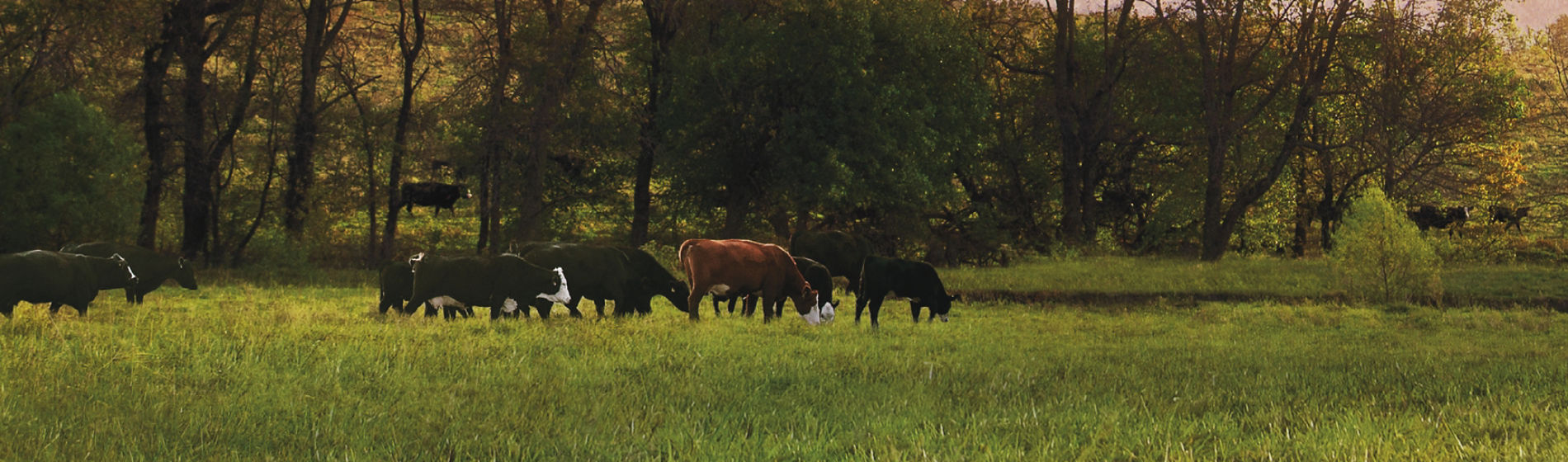 A herd of black, brown and black-and-white cattle grazes in a green pasture bordered by tall trees beneath a warm pink evening sky.