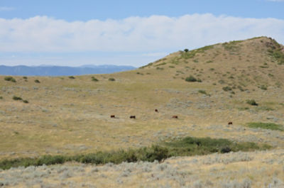 Cattle on a mountainside