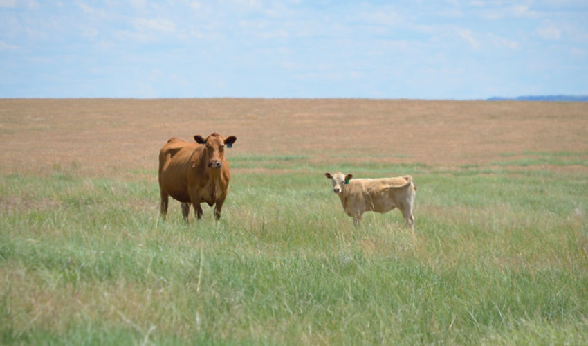cattle on rangeland