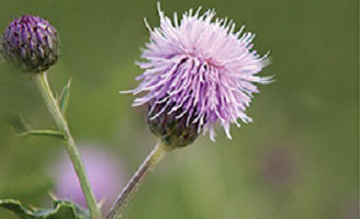 canada thistle