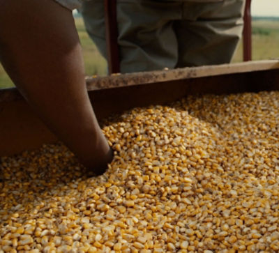 Nos champs d’action : semences