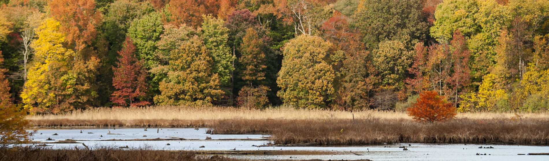 Chesapeake Farms fall foliage