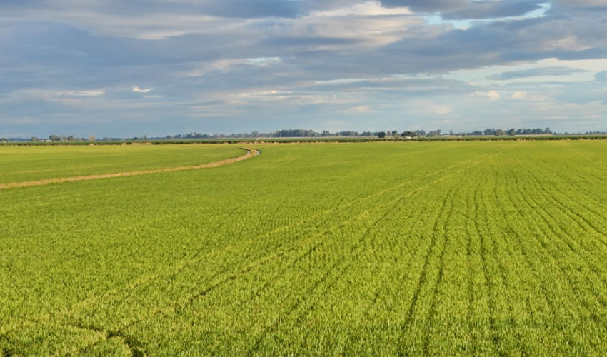Clean rice field