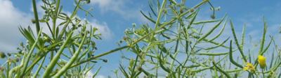 Cleavers in oilseed rape