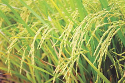 Close up of rice heads