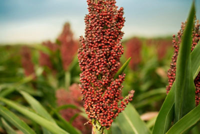 Photo - closeup of sorghum plant - late in season