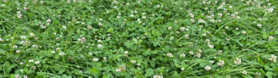 chickweed