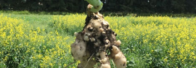 Clubroot 
