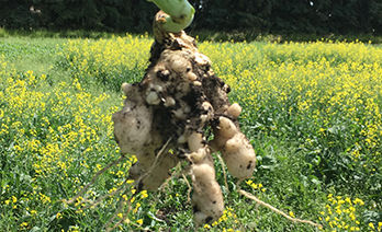 Clubroot image