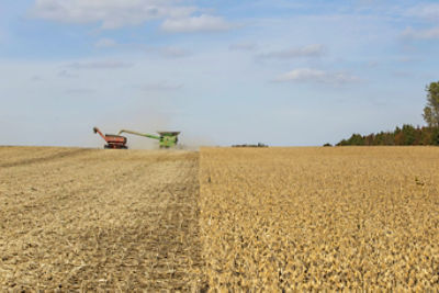 A combine harvests a mature golden soybean field while unloading grain into a cart, leaving harvested crop residue behind beneath a blue, partly cloudy sky.