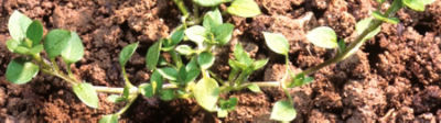 chickweed
