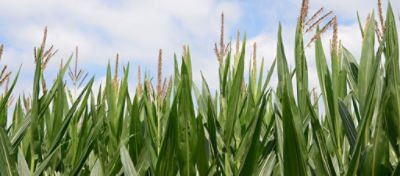 Cornfield - midsummer