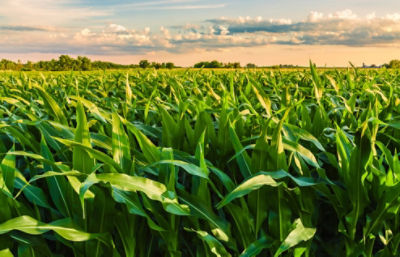 Cornfield close up in sunlight under partly cloudy sky
