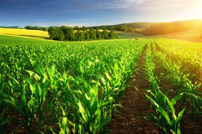 Sunlit rows of corn plants