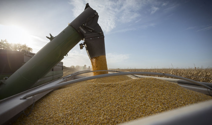 Corn harvest