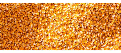 Corn Yield Estimator