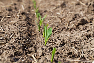 Corn Early grow