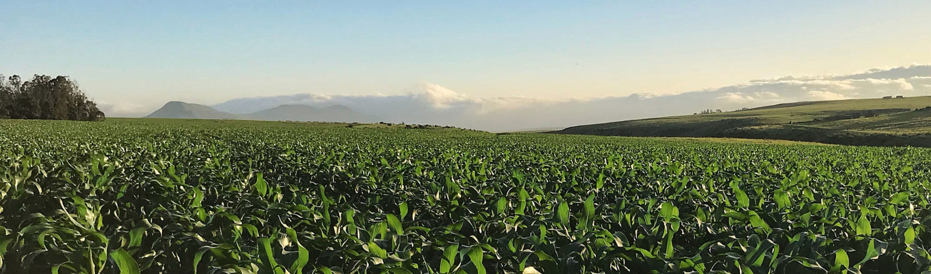 Corn field for hero