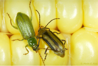 corn rootworm