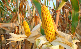 Corn ear close-up