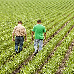 Image of two men walking in a young corn field.