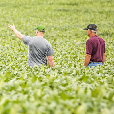 Image of two men walking in a corn field