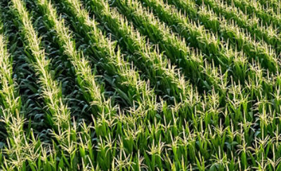 Corn field zig zag