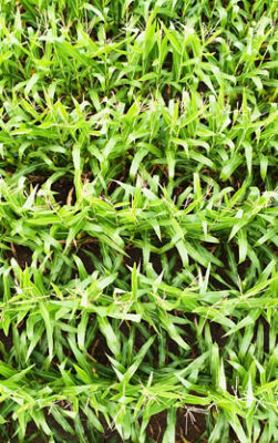 Corn Field aerial view