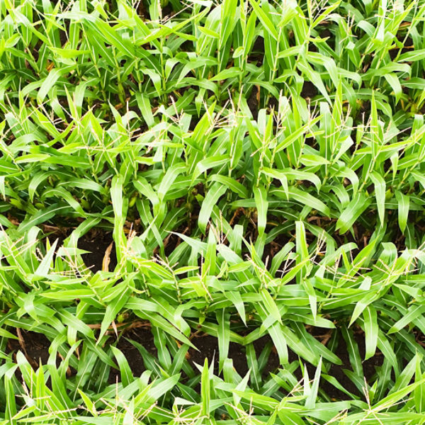 Corn Field aerial view