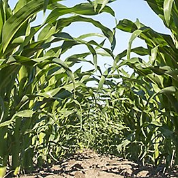 Corn treated with Keystone® LA NXT herbicide