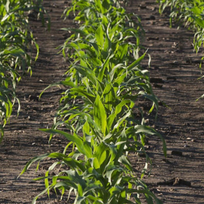 Resicore® herbicide for corn.