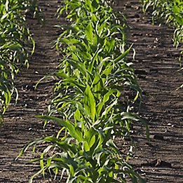 Resicore® herbicide for corn.