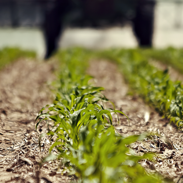 Corn field in early stages