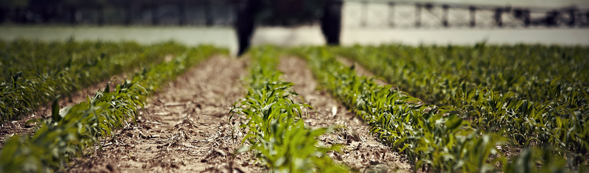 Corn field in early stages