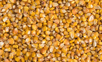 Corn kernels