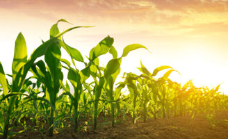 Corn field at dawn