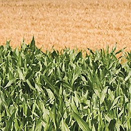 Corn and wheat fields