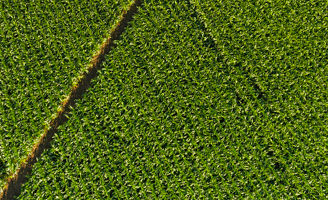 Rows of corn
