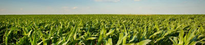 IMG-Corn_Field_1440x320-Corteva-LA_AR-V1